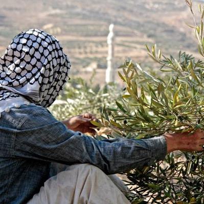 Olive Orchards iPhone Case